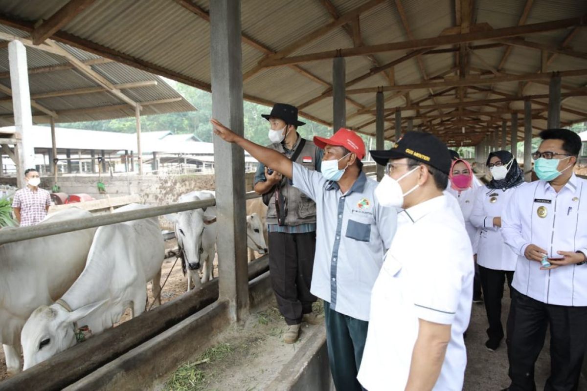 Menteri Desa PDTT tinjau peternakan di Lampung Selatan