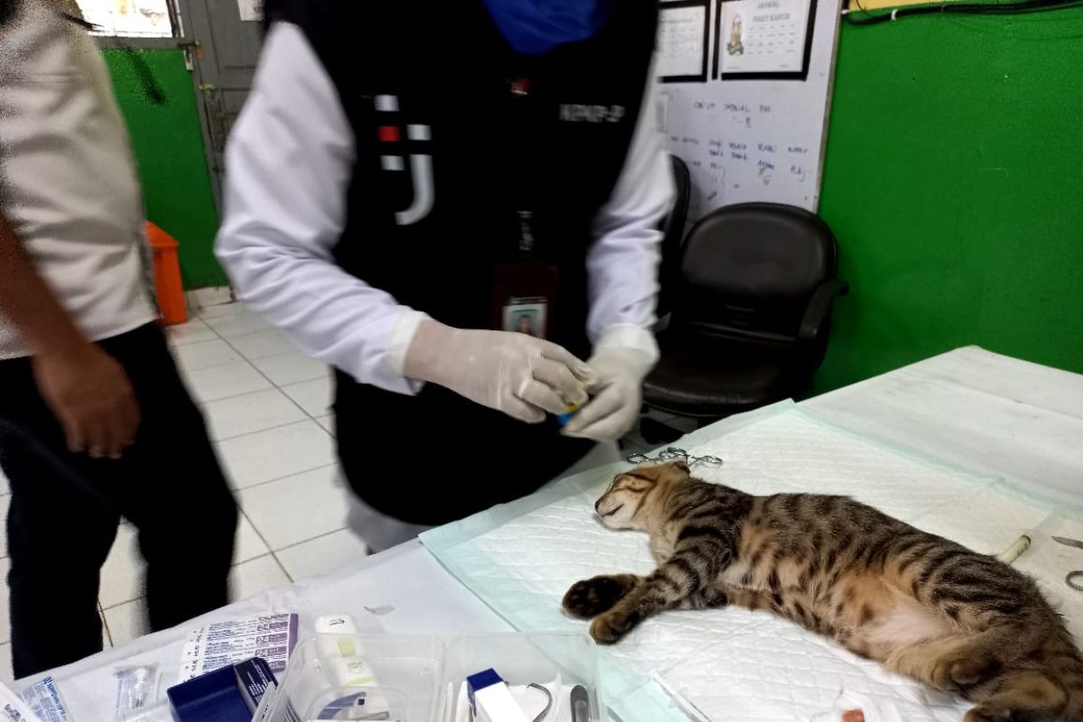 Pemkot Jakpus pertahankan "zero rabies" lewat gelar vaksin di 13 titik