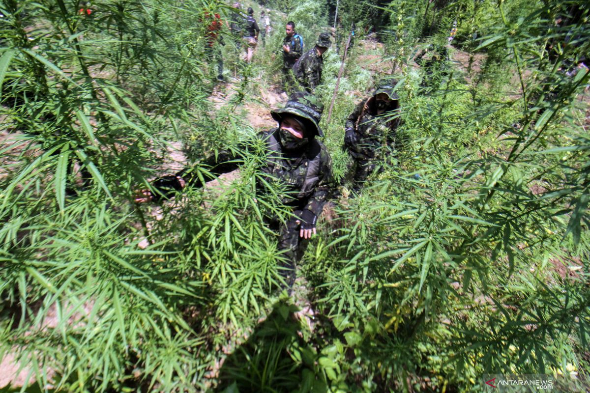 BNN musnahkan belasan ribu batang ganja di Aceh Utara