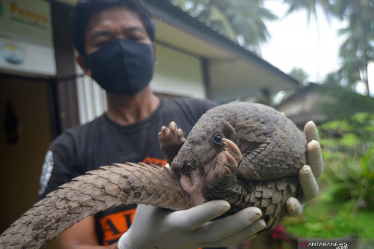 SPORC dan polisi tangkap pelaku pedagangan gelap 7,8 kg sisik trenggiling