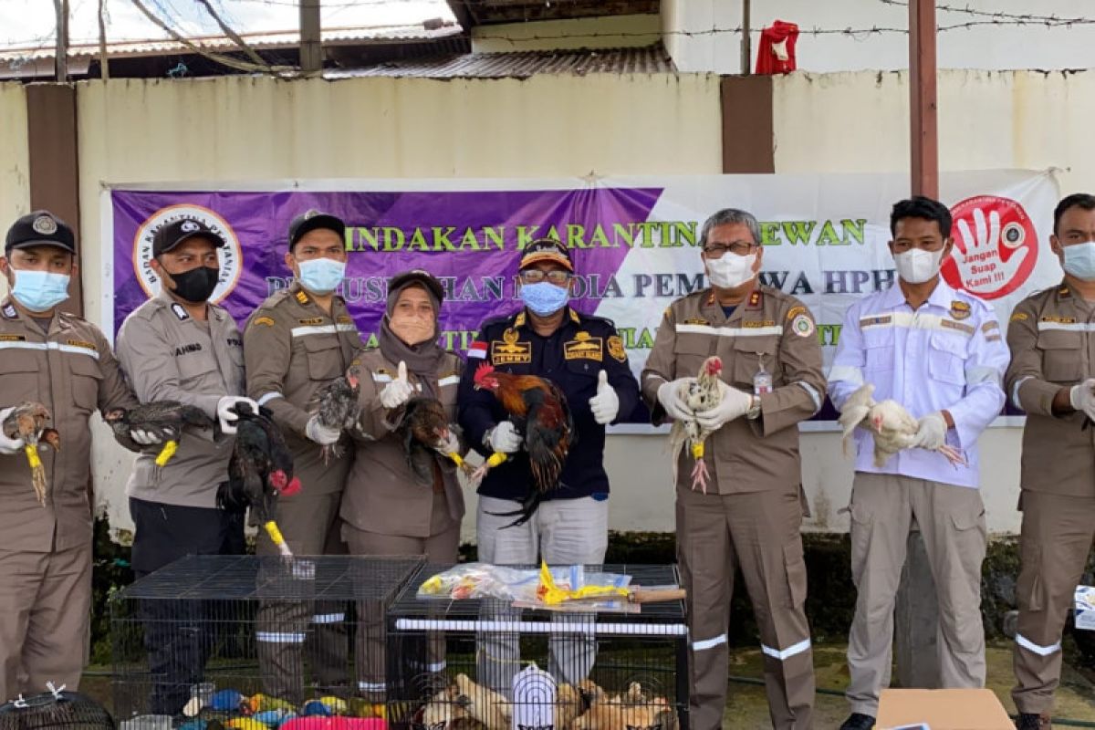 Karantina Pertanian Ternate musnahkan 50 ekor burung Lovebird, tegakkan aturan