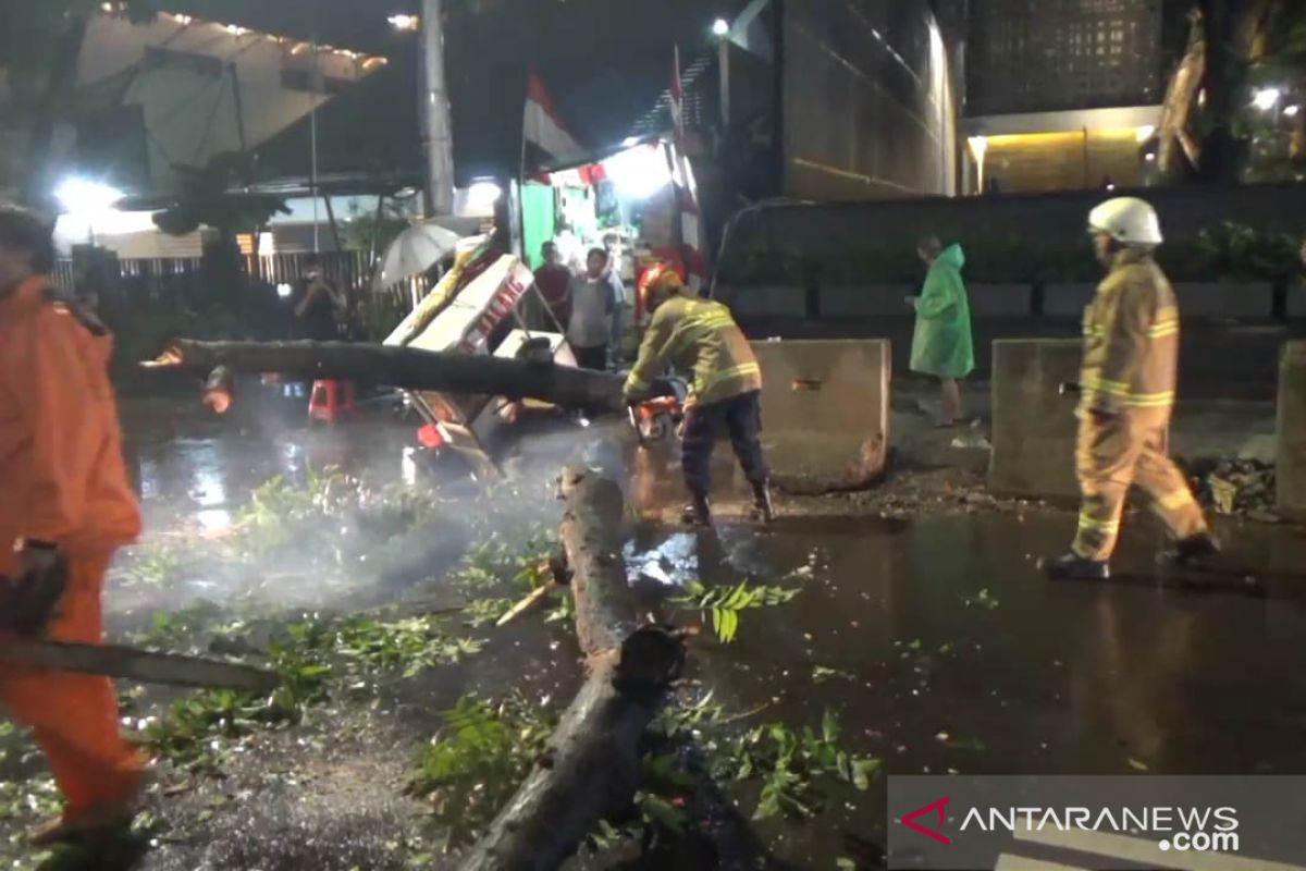 Pemkot Jaksel siagakan petugas untuk antisipasi pohon tumbang