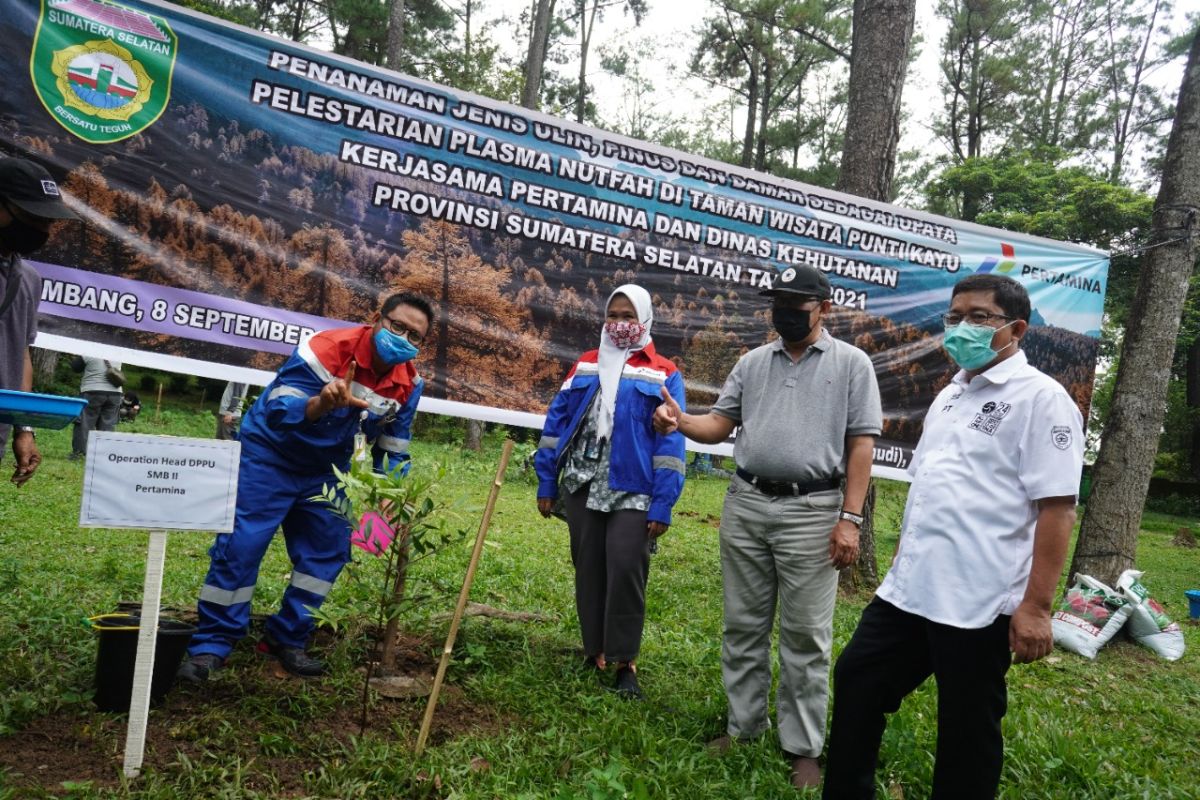 Pertamina Patra Niaga gandeng Dinas Kehutanan Sumatera Selatan lestarikan pohon unglen