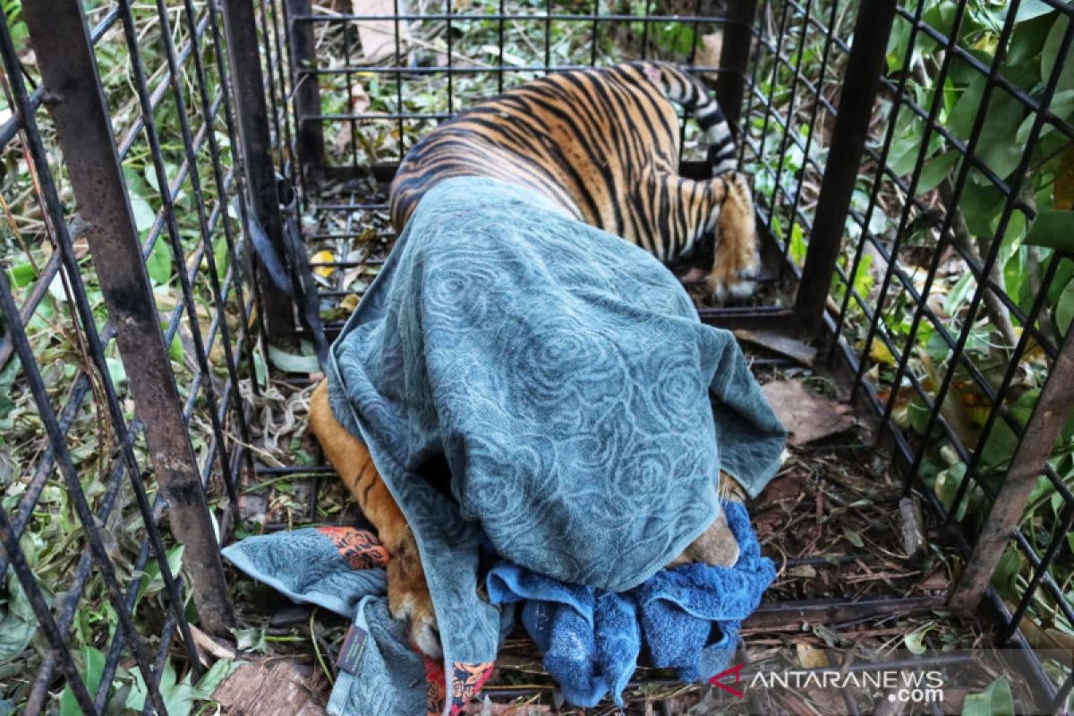 Harimau terkam remaja di Teluk Lanus masuk kandang perangkap, kondisinya menyedihkan