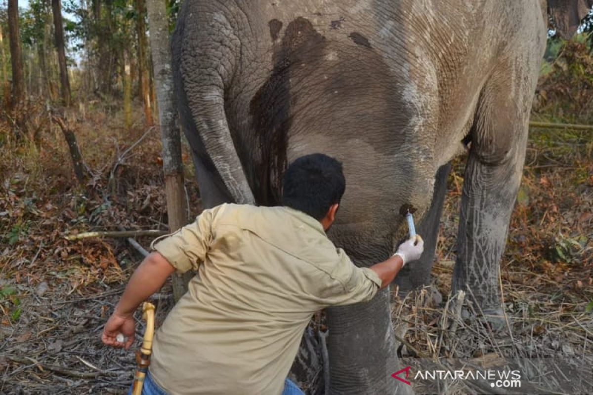 BKSDA Riau obati gajah sakit