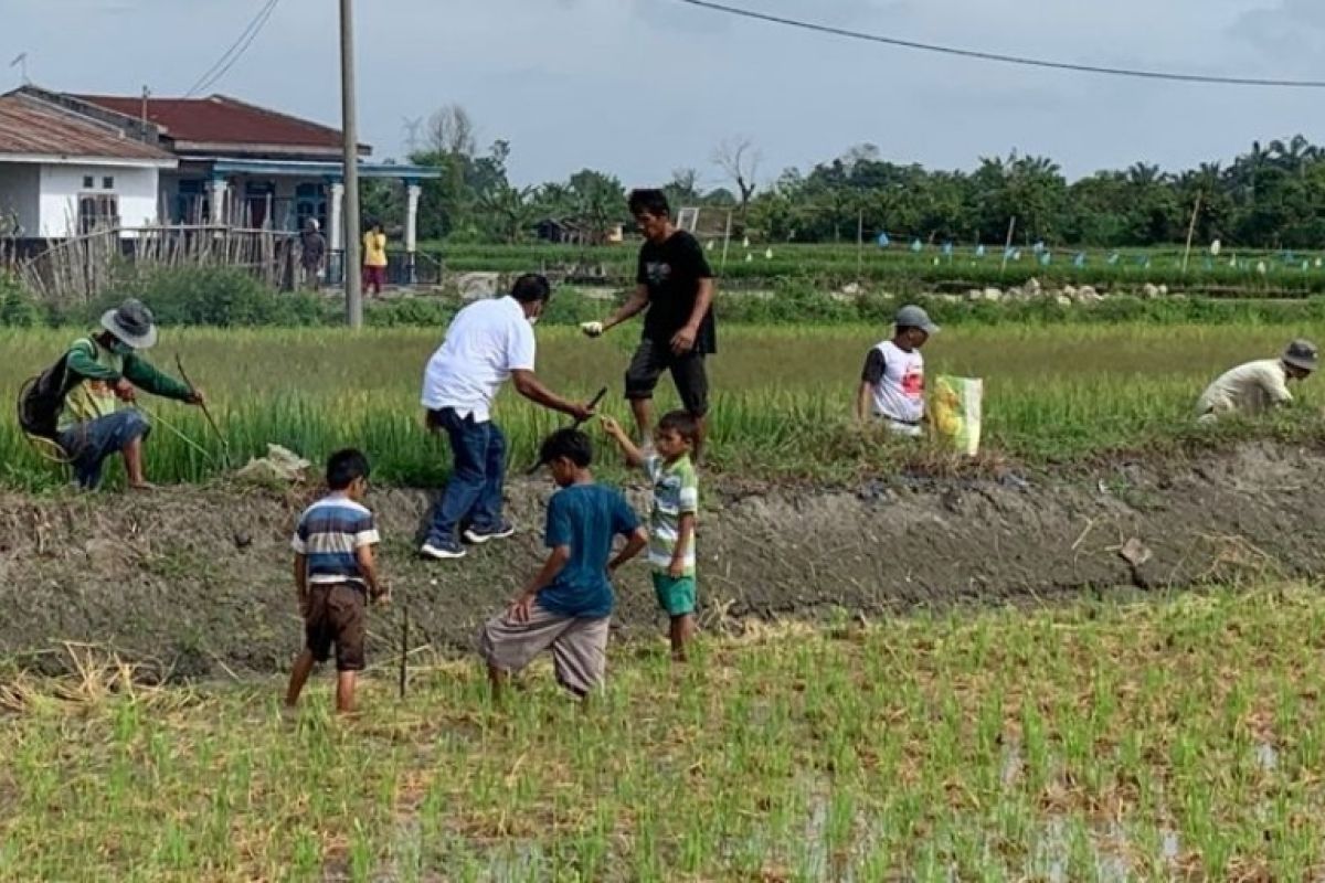 Empat kali tanaman padi gagal panen, petani buru tikus