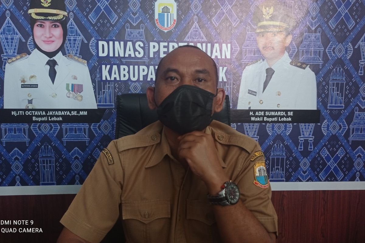 Produksi palawija di Kabupaten Lebak  meningkat hingga 35.608 ton