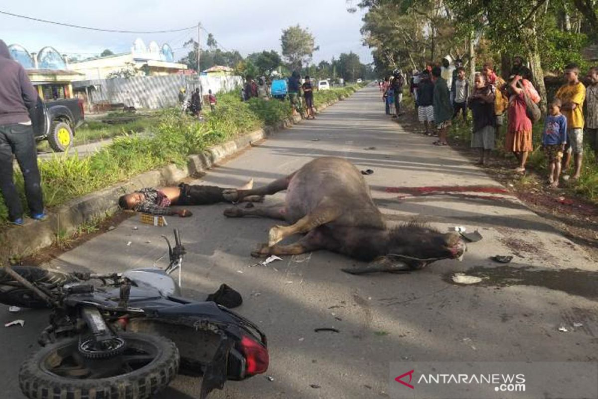 Pengendara motor tabrak kerbau meninggal di TKP