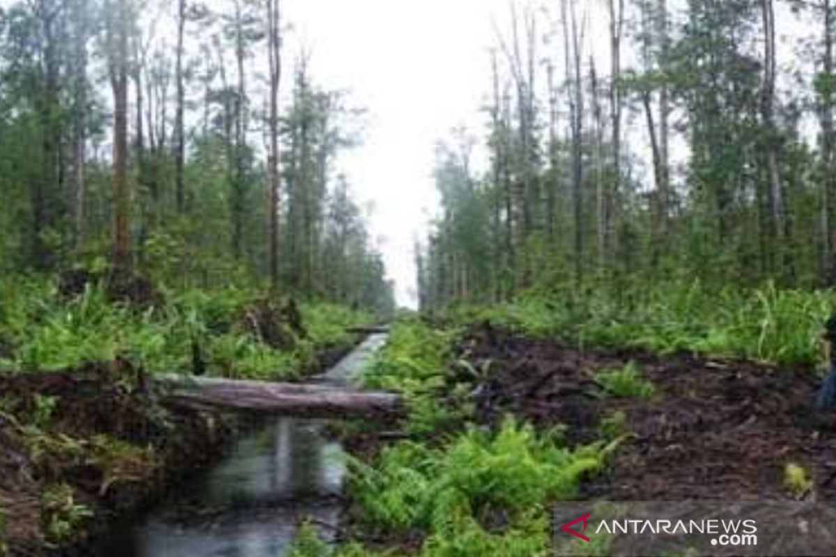 Menjaga karbon lewat pengelolaan HLG  Sungai Buluh