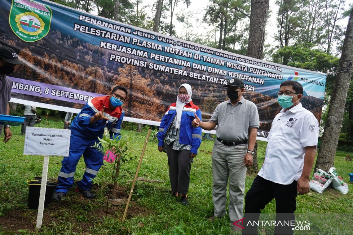 Pertamina Patra Niaga Gandeng Dishut Sumatera Selatan Lestarikan Pohon Unglen