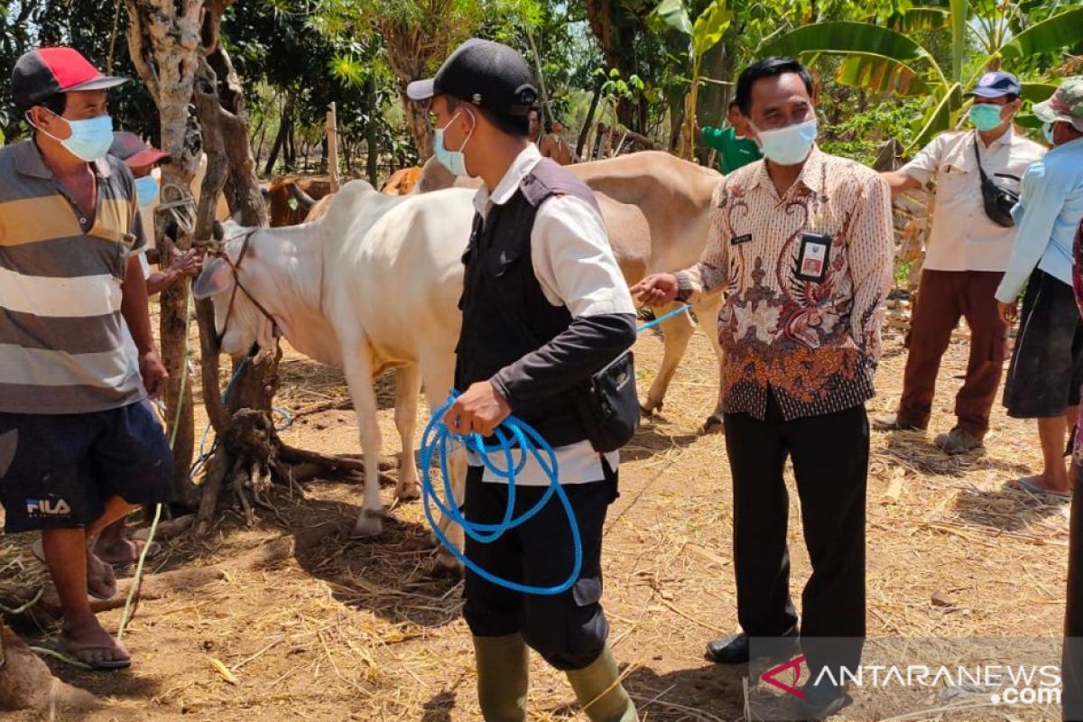 Tingkatkan populasi, DPKH Probolinggo kembangkan tiga jenis sapi varietas unggul