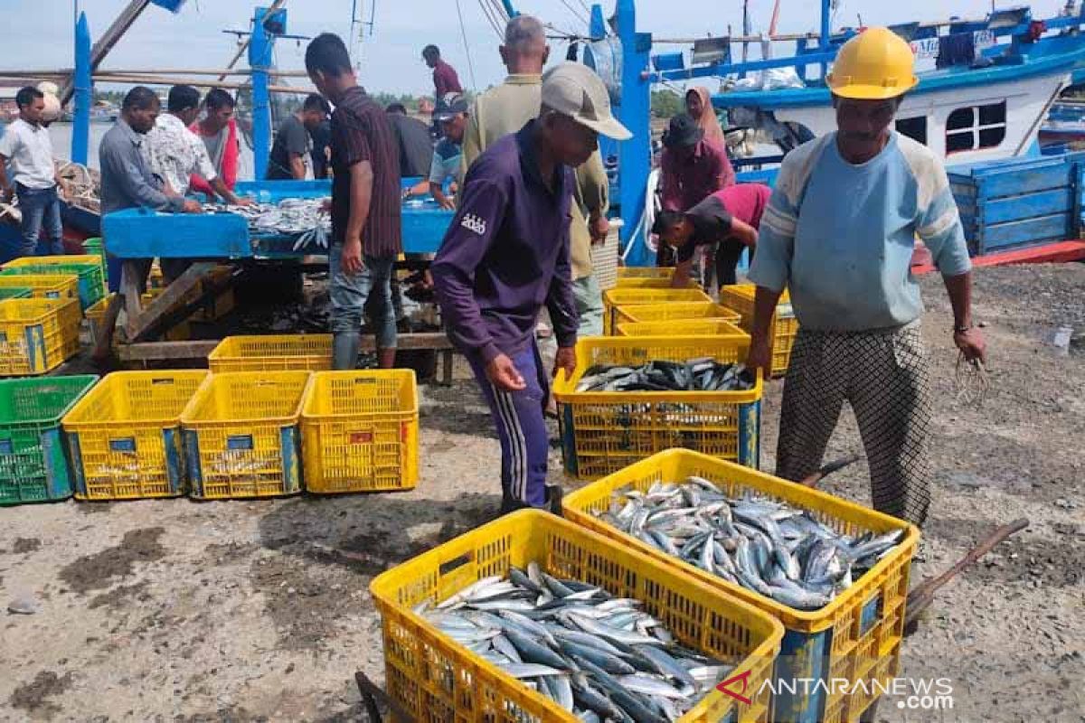 Tangkapan ikan nelayan Aceh Timur melimpah
