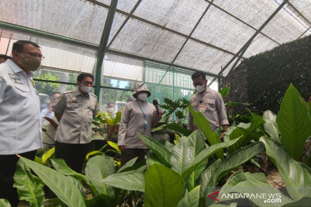 Kementan bagikan 50 ribu bibit tanaman hias ke petani - ANTARA News