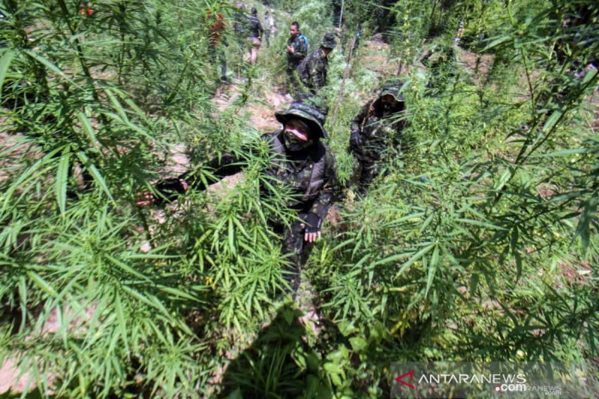 BNN musnahkan belasan ribu batang ganja di Aceh Utara