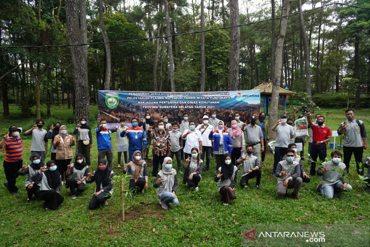 Pertamina gandeng Dinas Kehutanan Sumatera Selatan lestarikan pohon unglen