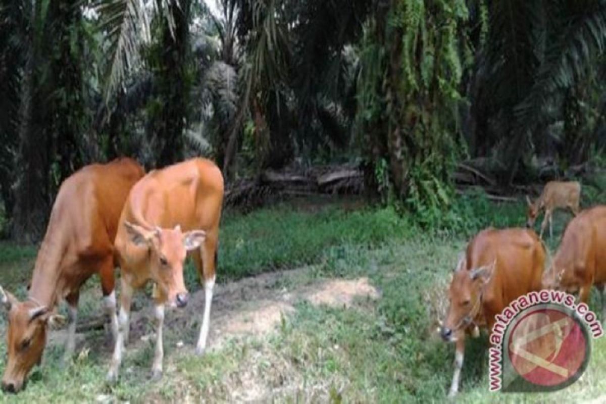 Kalsel percepat swasembada sapi potong dengan integrasi sawit-sapi