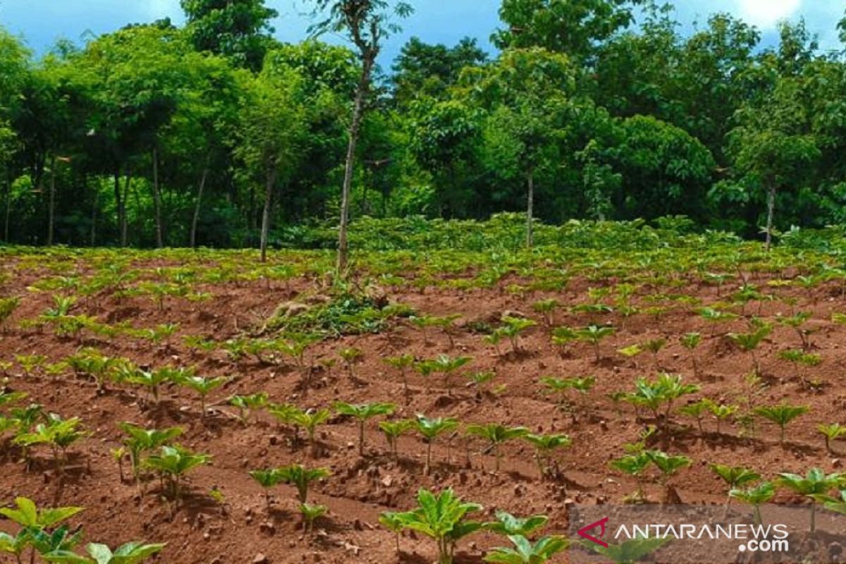 Petani Sumenep mulai budi daya porang