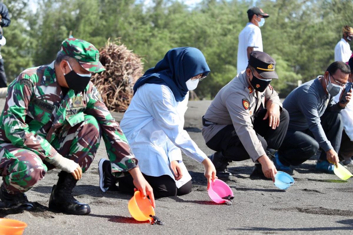 Pariwisata Banyuwangi dibuka, ditandai pelepasan tukik