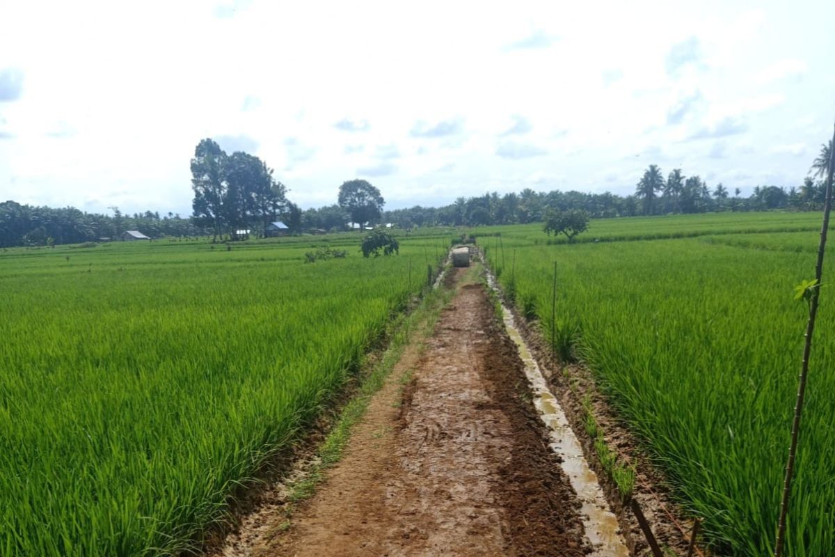 Petani Mukomuko bangun jalan pertanian secara swadaya