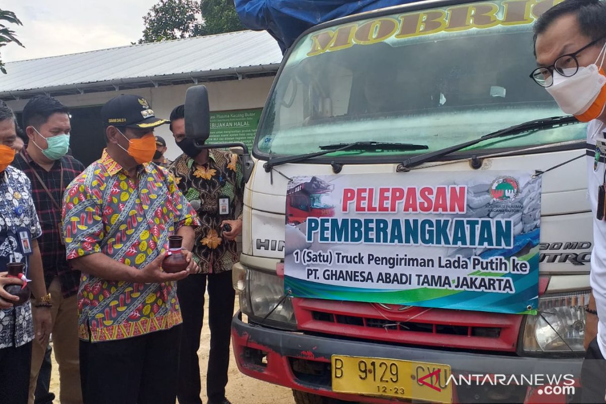 Pemkab Belitung dorong petani tingkatkan kualitas dan mutu lada