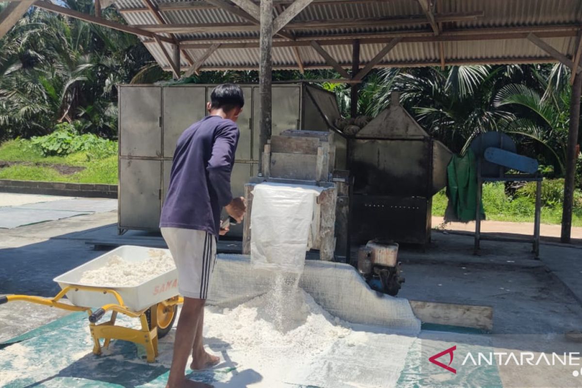 Usaha Tepung Sagu Sinar Kian Berkembang Setelah Jadi Mitra Binaan PT Timah Tbk