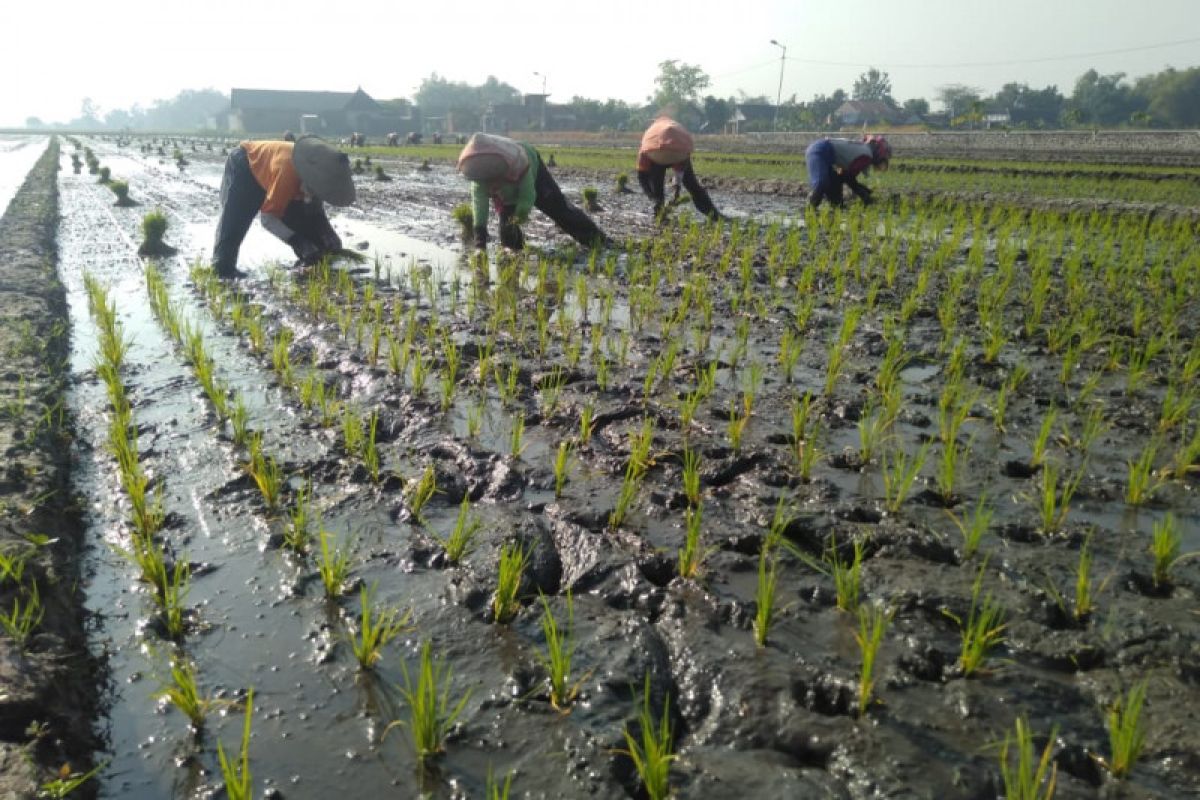 Lahan pertanian produktif di Ngawi susut 153 hektare untuk sejumlah proyek