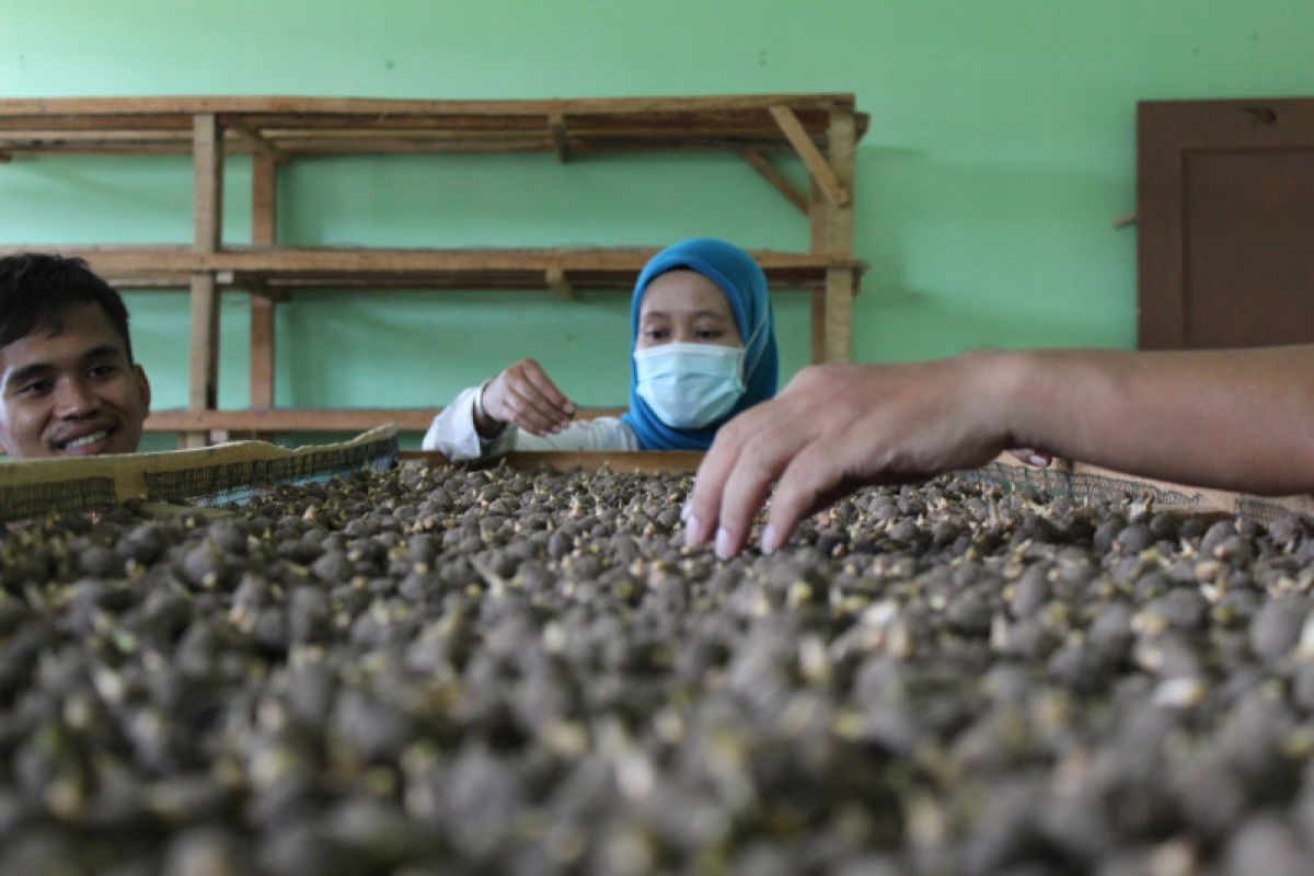 Koperasi dan petani Lampung jalin kemitraan untuk dorong ekspor porang