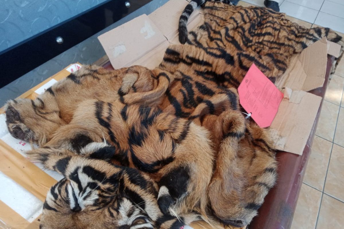 Petugas menggagalkan penyelundupan kulit harimau sumatera