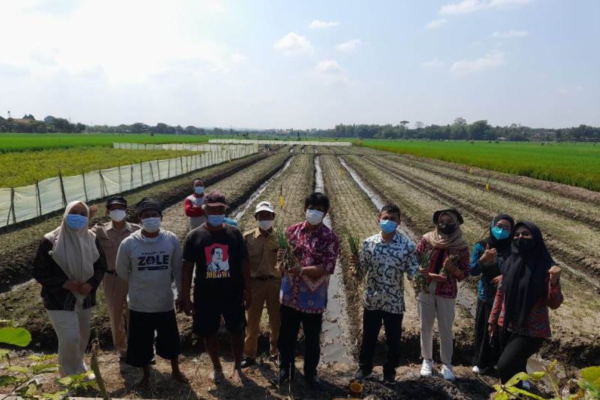 Petani milenial sukses angkat potensi bawang merah di Boyolali