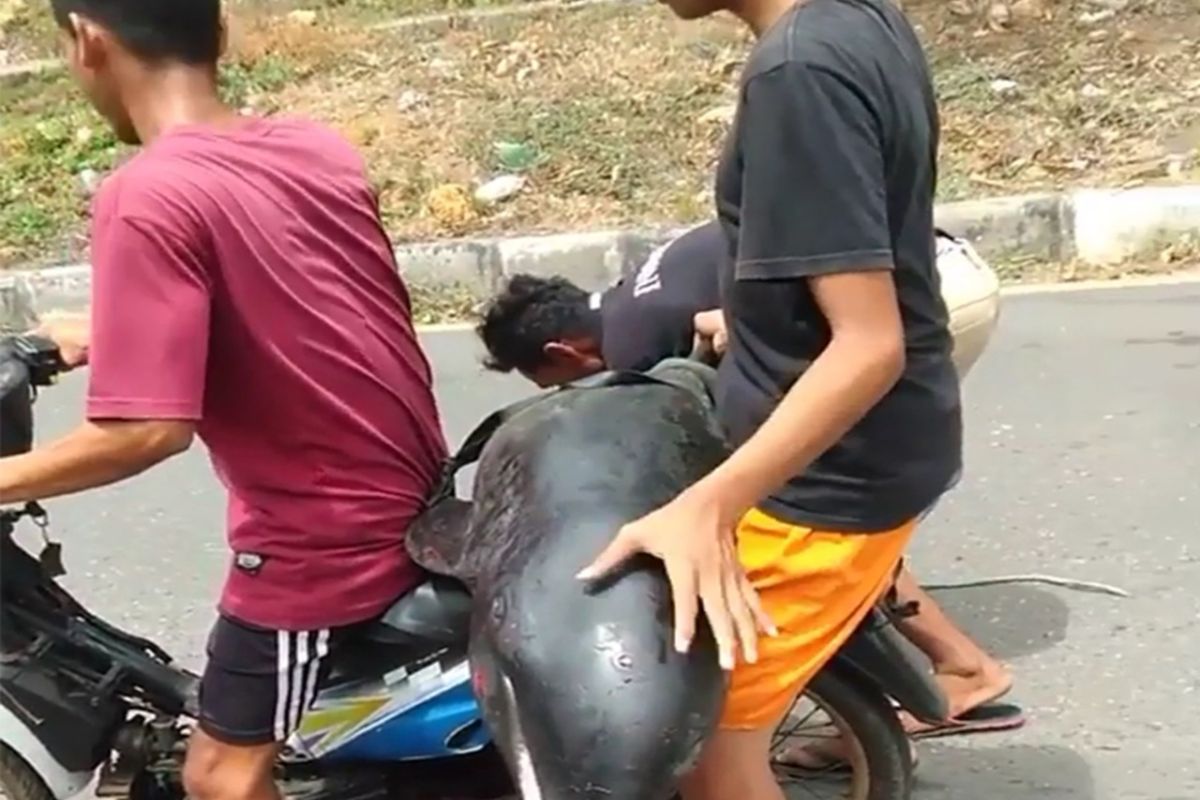 Warga Bima bonceng paus kepala melon dengan motor, petugas lakukan penelusuran