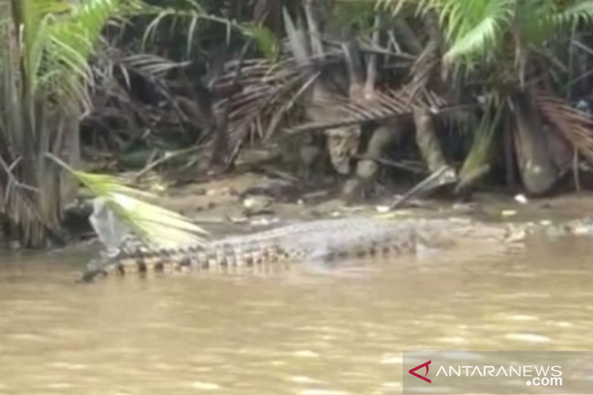 Estuarine crocodile gives sign of rising water in Swarangan, S Kalimantan
