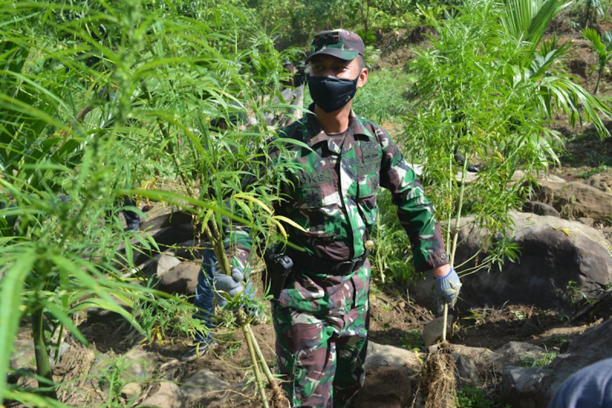 Dandim: Bekas ladang ganja di Aceh Utara dalam pengawasan TNI