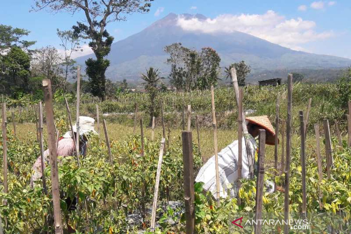 Pemkab Temanggung siapkan lahan 300 hektare lumbung pangan hortikultura