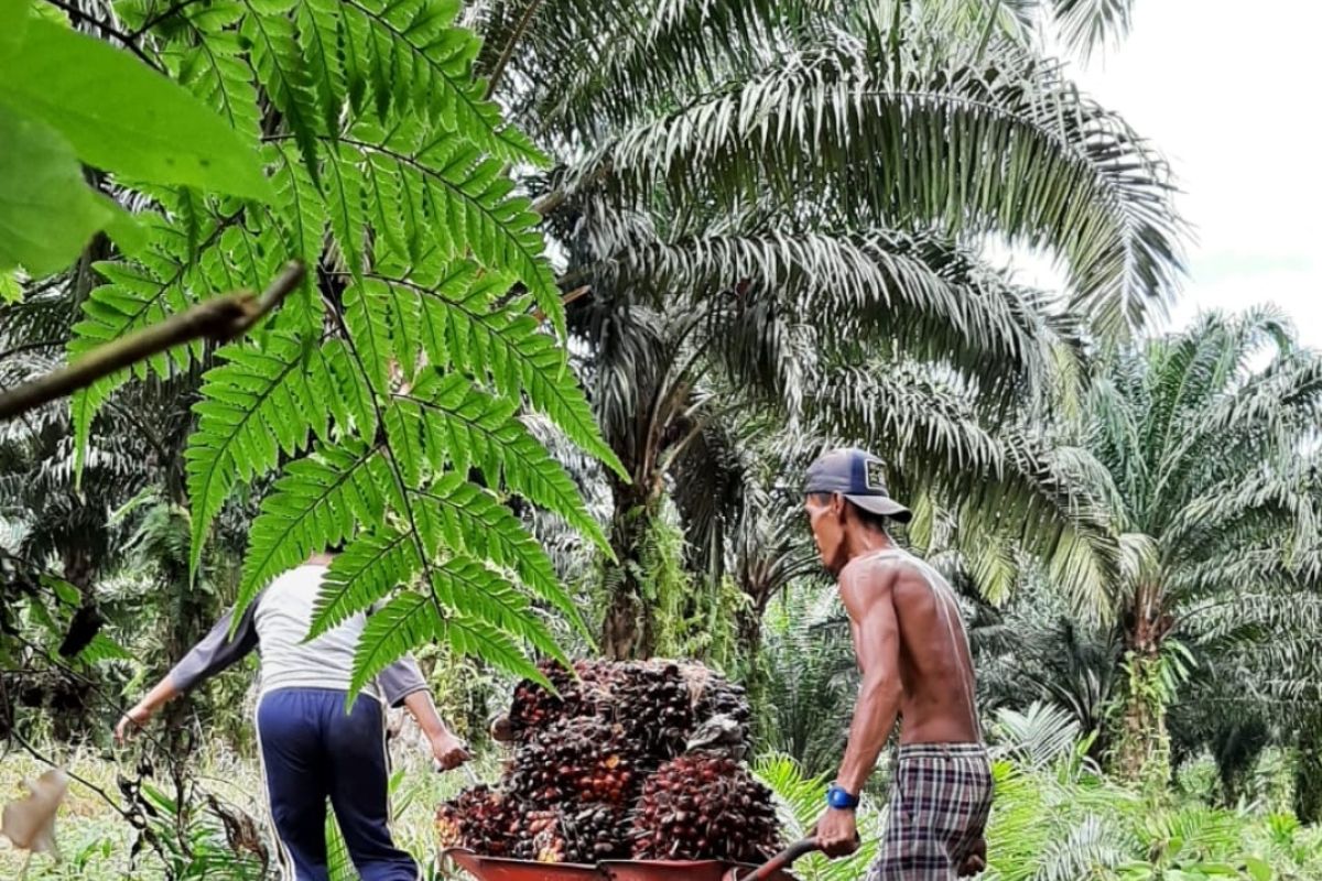 Gapki terus gaungkan sawit berkelanjutan untuk kesejahteraan dan lingkungan