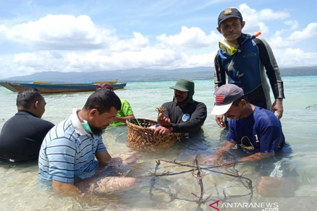 Nelayan Boneatiro Buton melakukan transplantasi terumbu karang