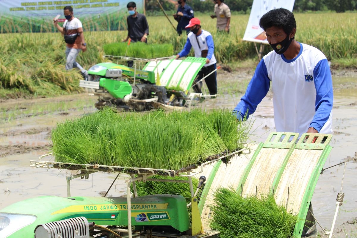 Pemprov Lampung berupaya terus jaga produktivitas sektor pertanian