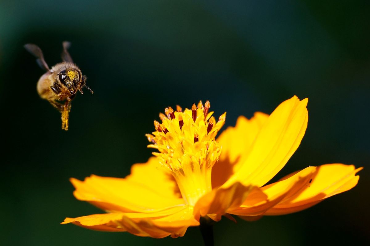 Peternak lebah Prancis perkirakan panen madu terburuk karena perubahan iklimk