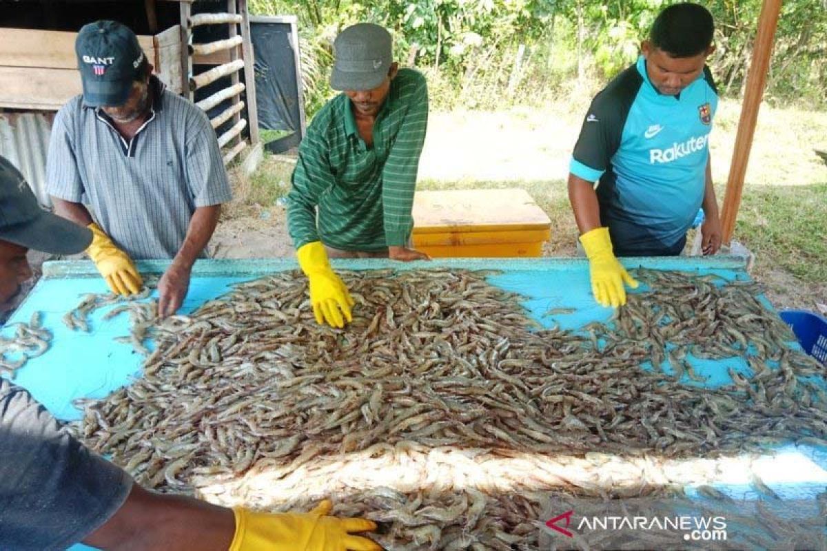 Aceh Tamiang kembangkan budi daya udang vaname