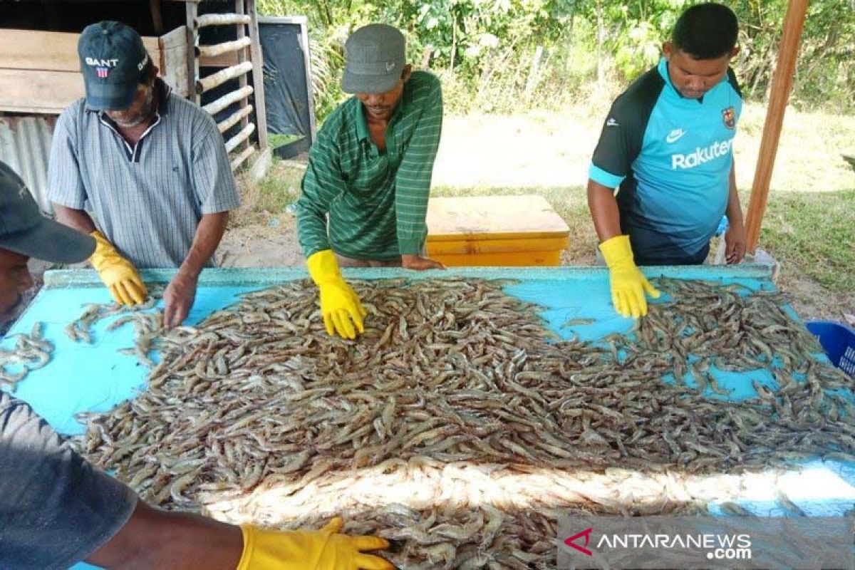 Pacu produktivitas, KKP gelar pelatihan budi daya udang vaname di Aceh