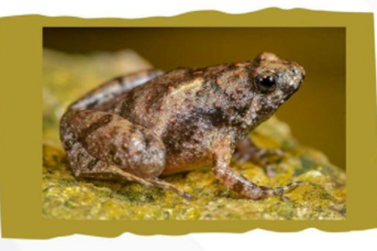 Peneliti identifikasi spesies katak kecil dari Pulau Belitung dan Lampung