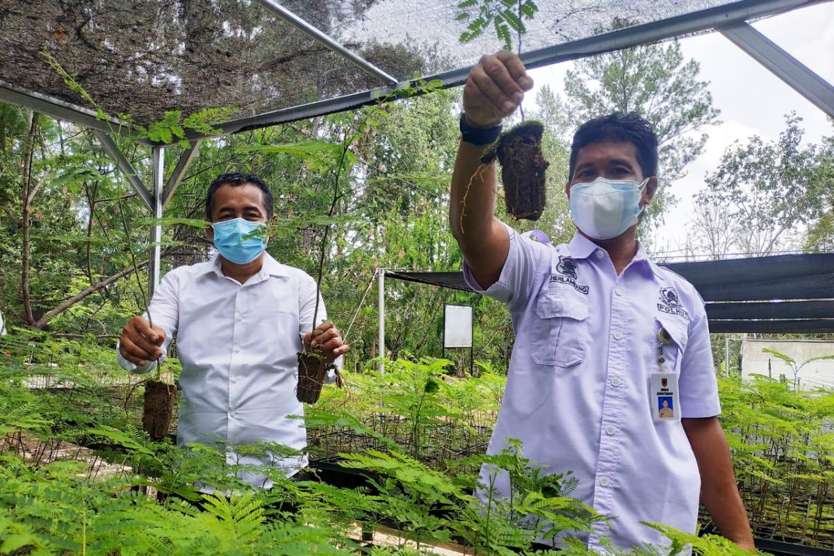 KPH Hulu Sungai siapkan bibit pohon  dan buah-buahan gratis