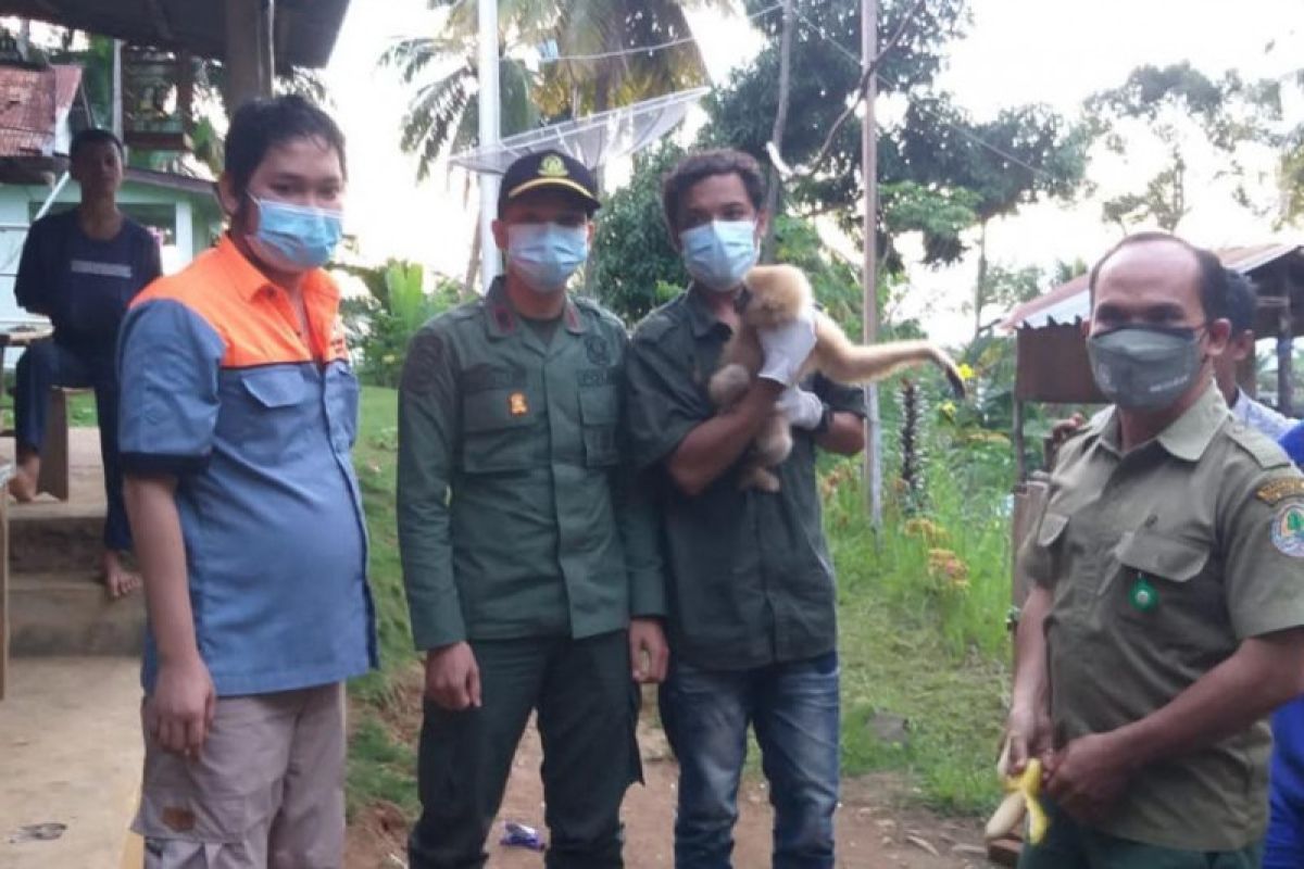 Owa dievakuasi ke Pusat Rehabilitasi Primata Besitang Langkat