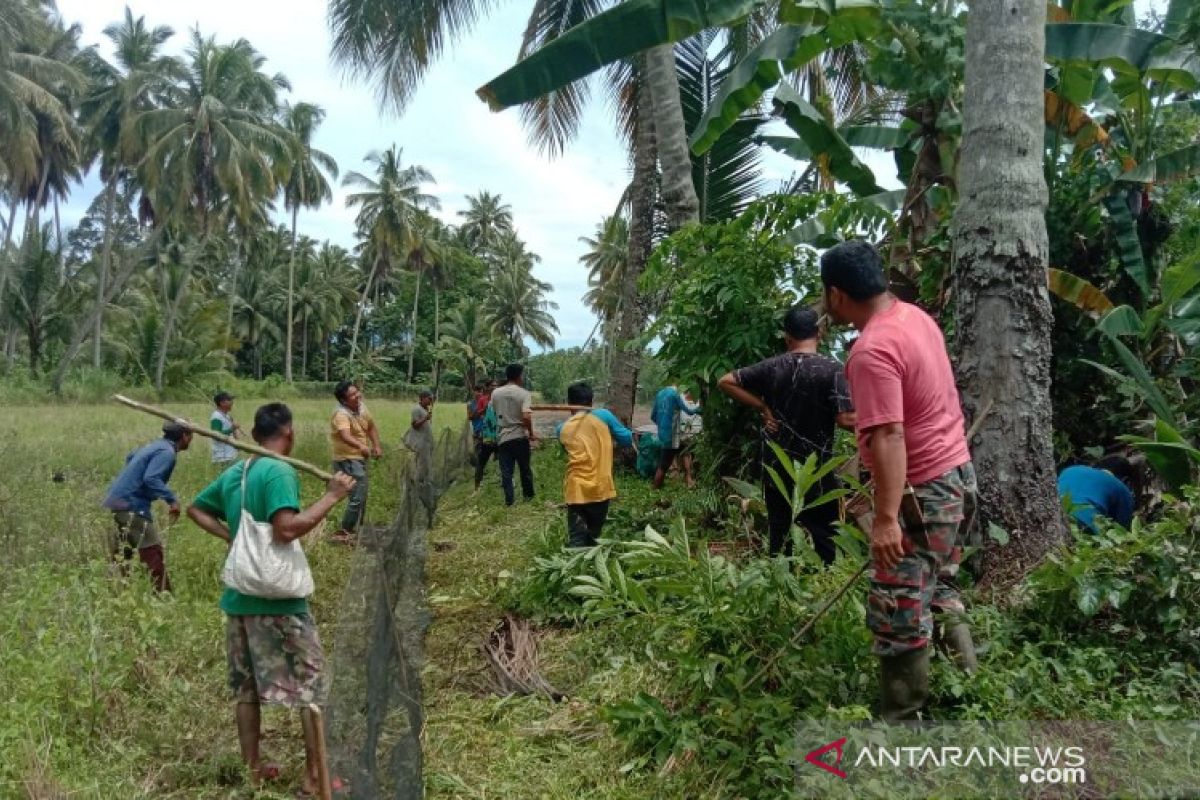 Rusak padi sawah, belasan ribu hama tikus di Tapsel mati diburu