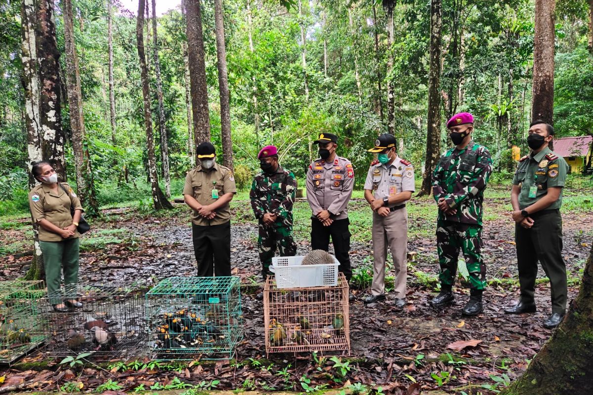 BBKSDA lepas satwa endemik Papua yang hampir punah