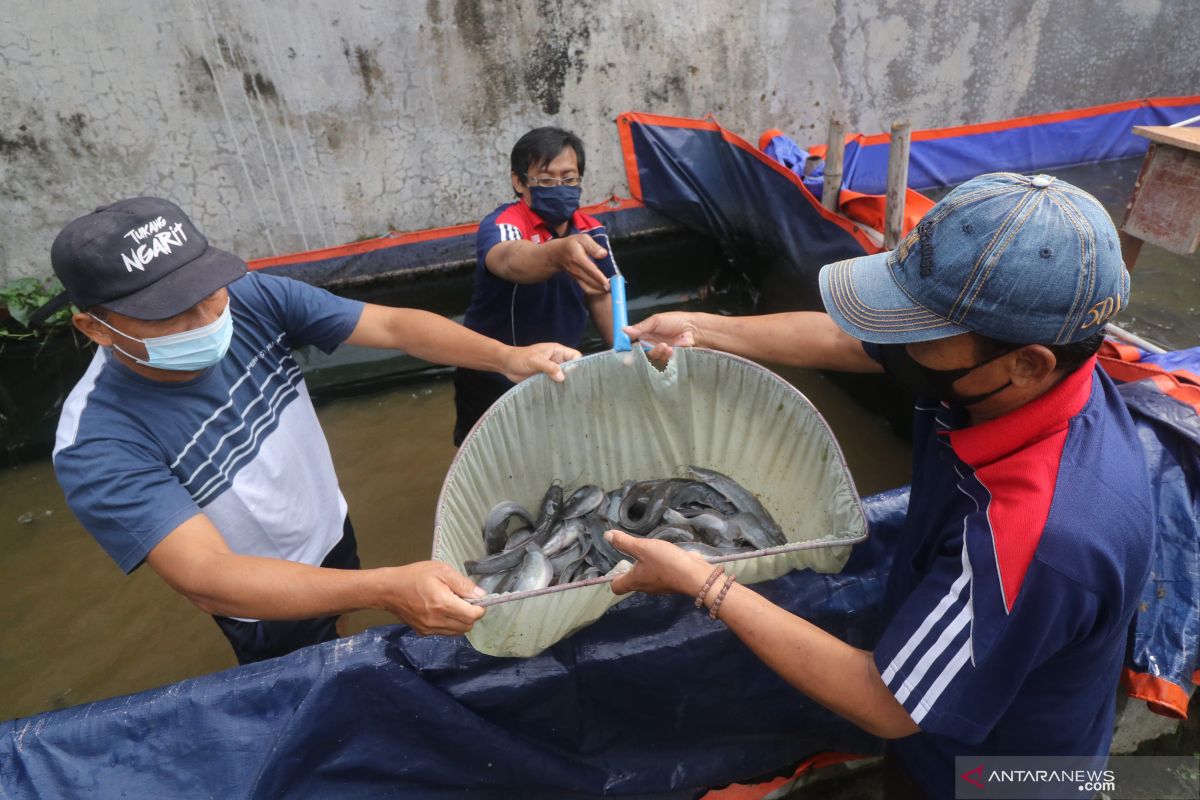 Nilai ekonomi benih ikan lele di Kediri capai Rp1,3 triliun/tahun