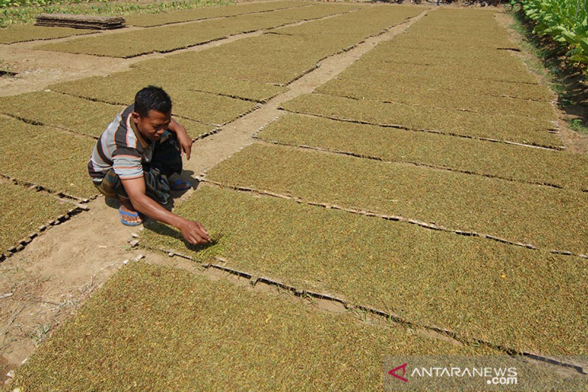 DPRD minta pelanggaran perda tata niaga tembakau ditindak