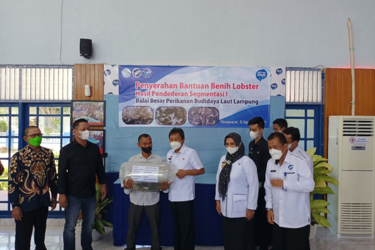 BBPBL Lampung serahkan bantuan 2.500 benih lobster