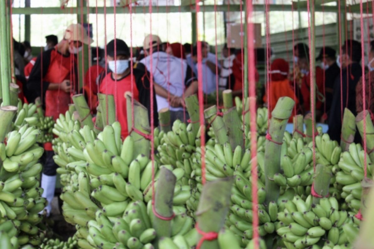 Indonesia punya pisang lokal lebih dari 300 jenis