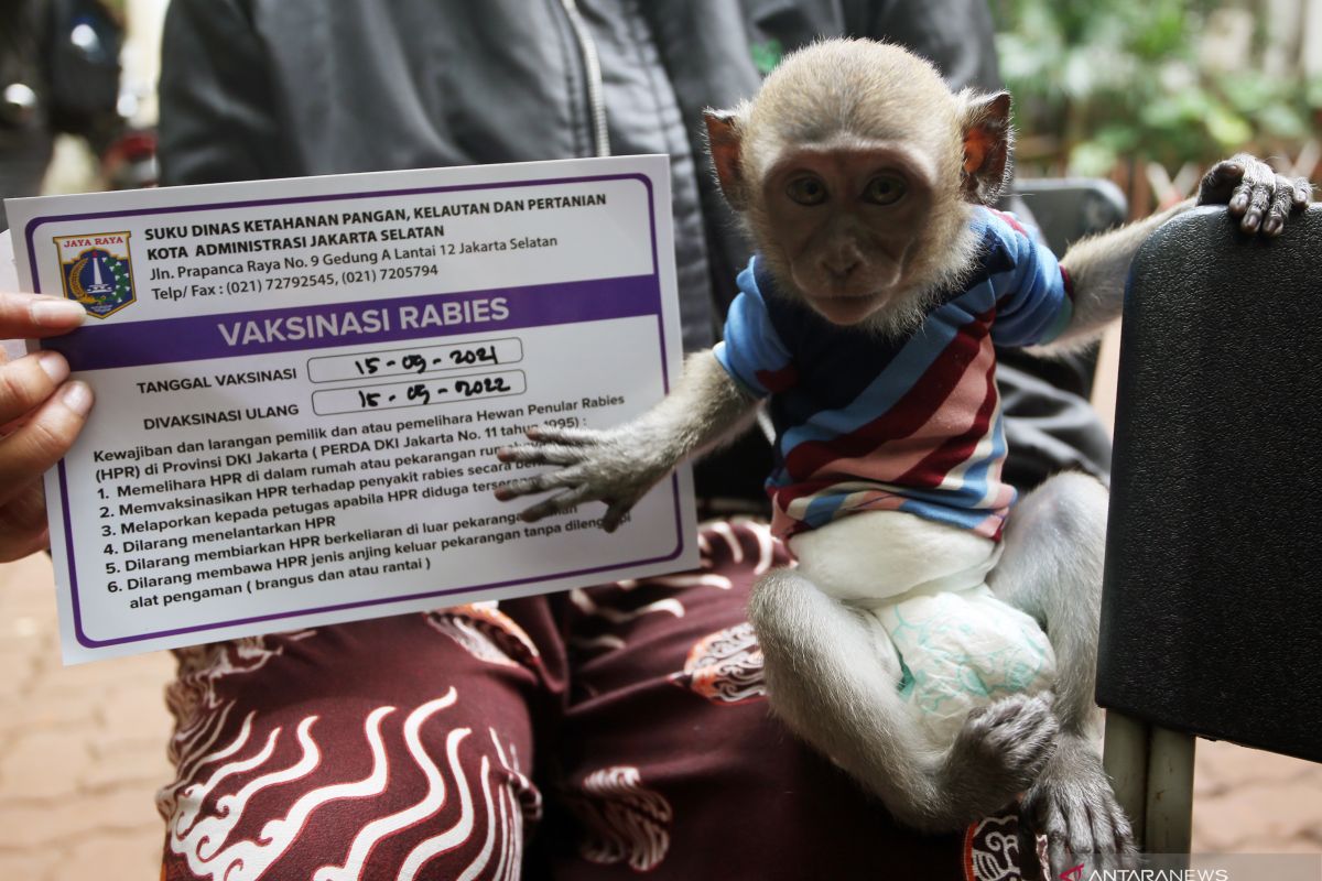 RT/RW di Jakarta diminta awasi lalu lintas hewan penular rabies