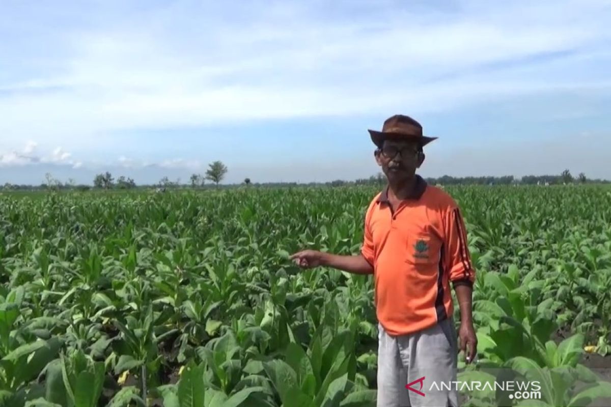 Puluhan hektare tanaman tembakau di Ngawi rusak akibat kemarau basah